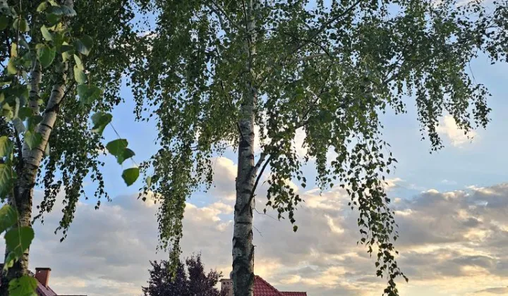 Działka budowlana Żyrardów, ul. Pogodna