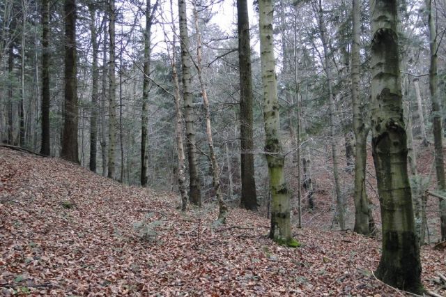 Działka leśna Mrukowa. Zdjęcie 1