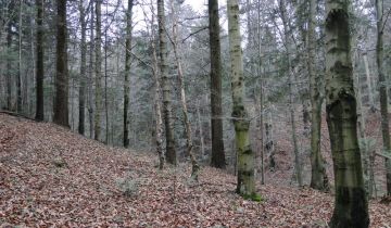 Działka leśna Mrukowa. Zdjęcie 1