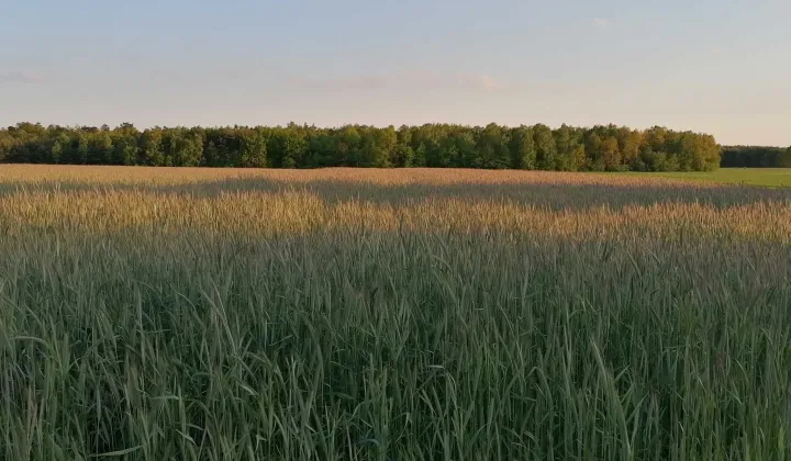 Działka inwestycyjna Blinno