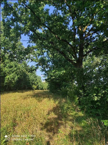 Działka rolna Ludwinowo Zegrzyńskie. Zdjęcie 3