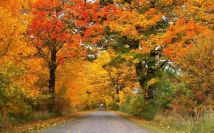 Działka budowlana Trojanowice, ul. Wąwozowa. Zdjęcie 1