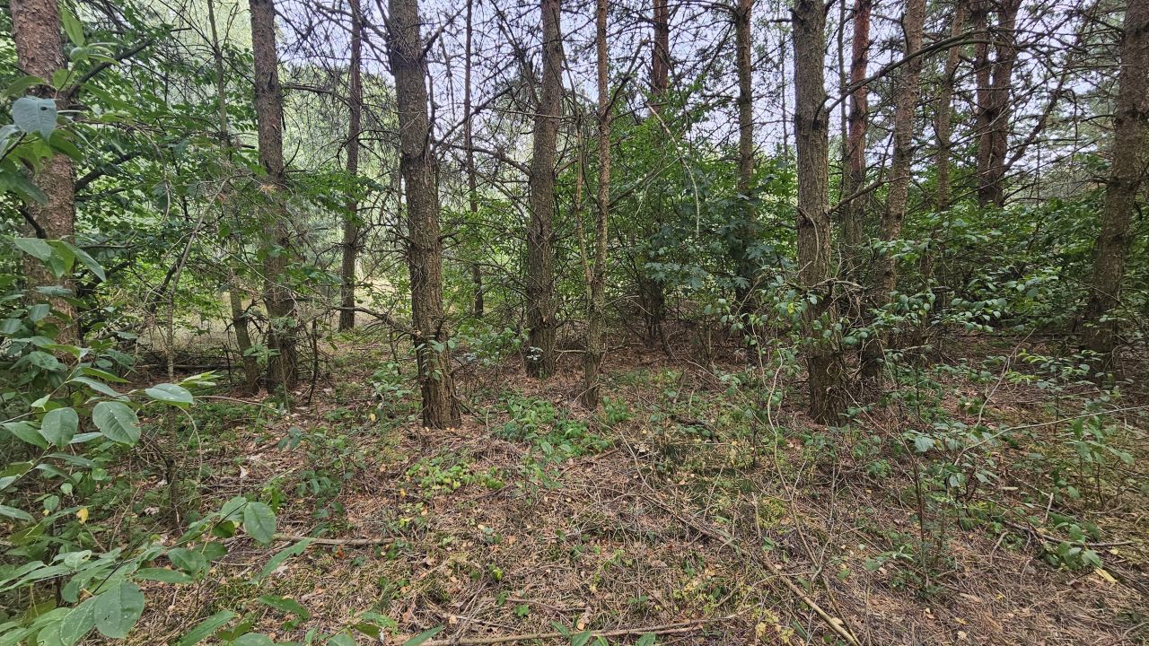 Działka leśna Janowo, ul. Przasnyska. Zdjęcie 8