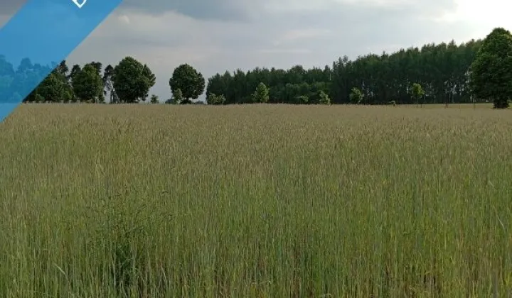 Działka budowlana Kownaty, ul. Jana Sybickiego
