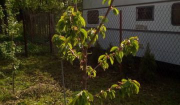 Działka rod Kutno, ul. Bałtycka