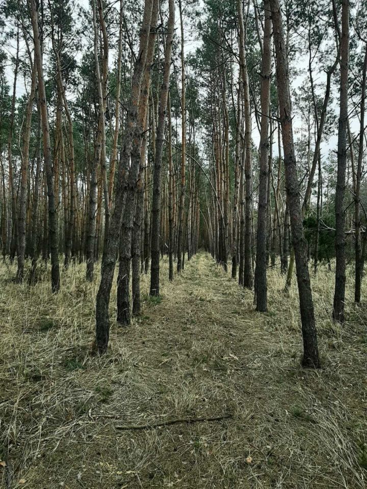 Działka leśna Chrusty. Zdjęcie 5