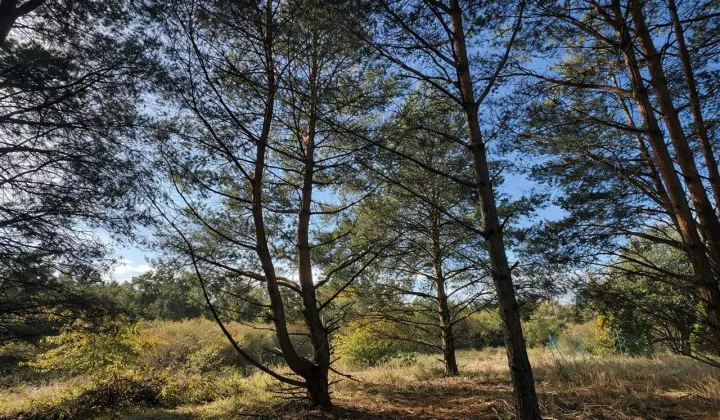 Działka budowlana Łochowice, ul. Łąkowa
