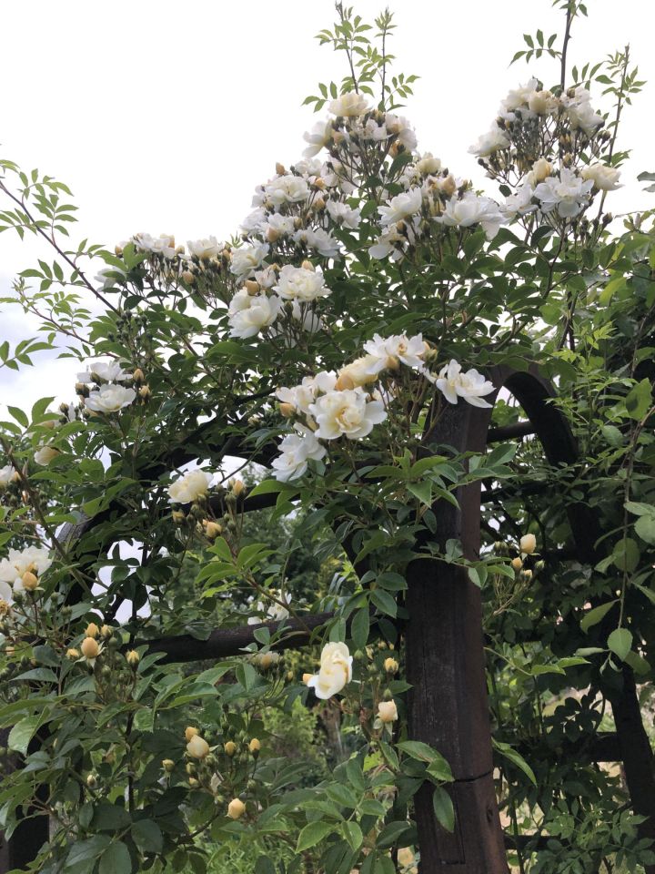 Działka rod Zielona Góra, ul. Osiedle Pomorskie. Zdjęcie 4