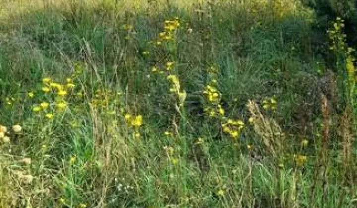 Działka rolna Urowo Murawki