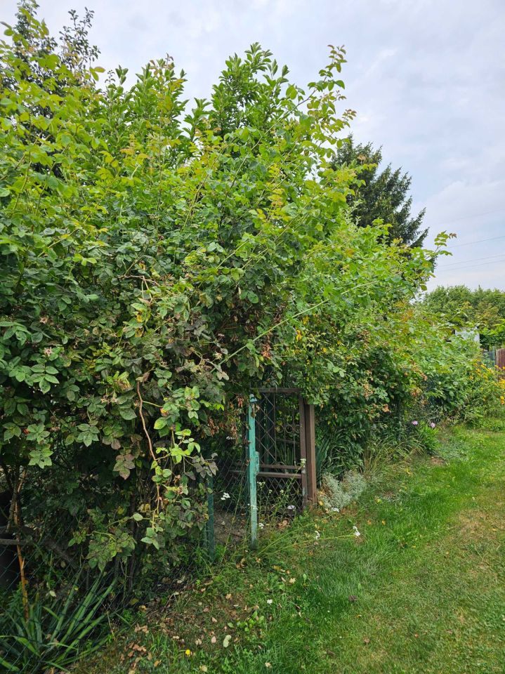 Działka rod Michałów-Reginów, ul. Warszawska. Zdjęcie 4