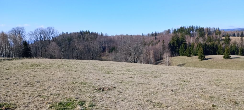 Działka rolna Jodłów. Zdjęcie 3