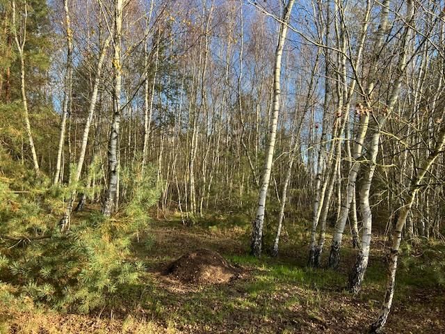 Działka leśna Stara Huta. Zdjęcie 18