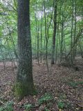 Działka leśna Brzozów. Zdjęcie 2