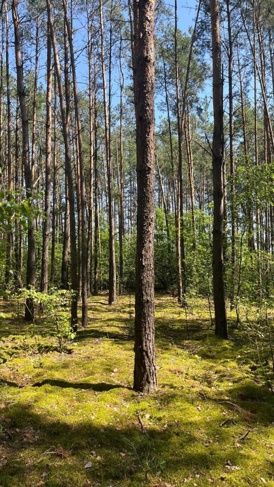 Działka budowlana Kadzidło, Podtatarze. Zdjęcie 5