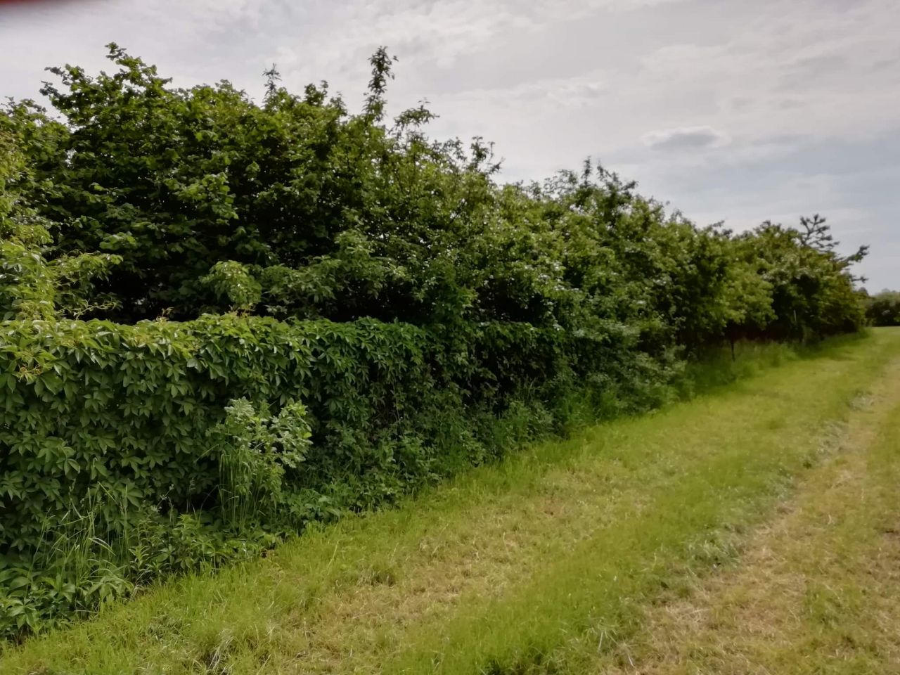Działka budowlana Niegibalice. Zdjęcie 1