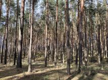 Działka leśna Wola Wężykowa. Zdjęcie 2