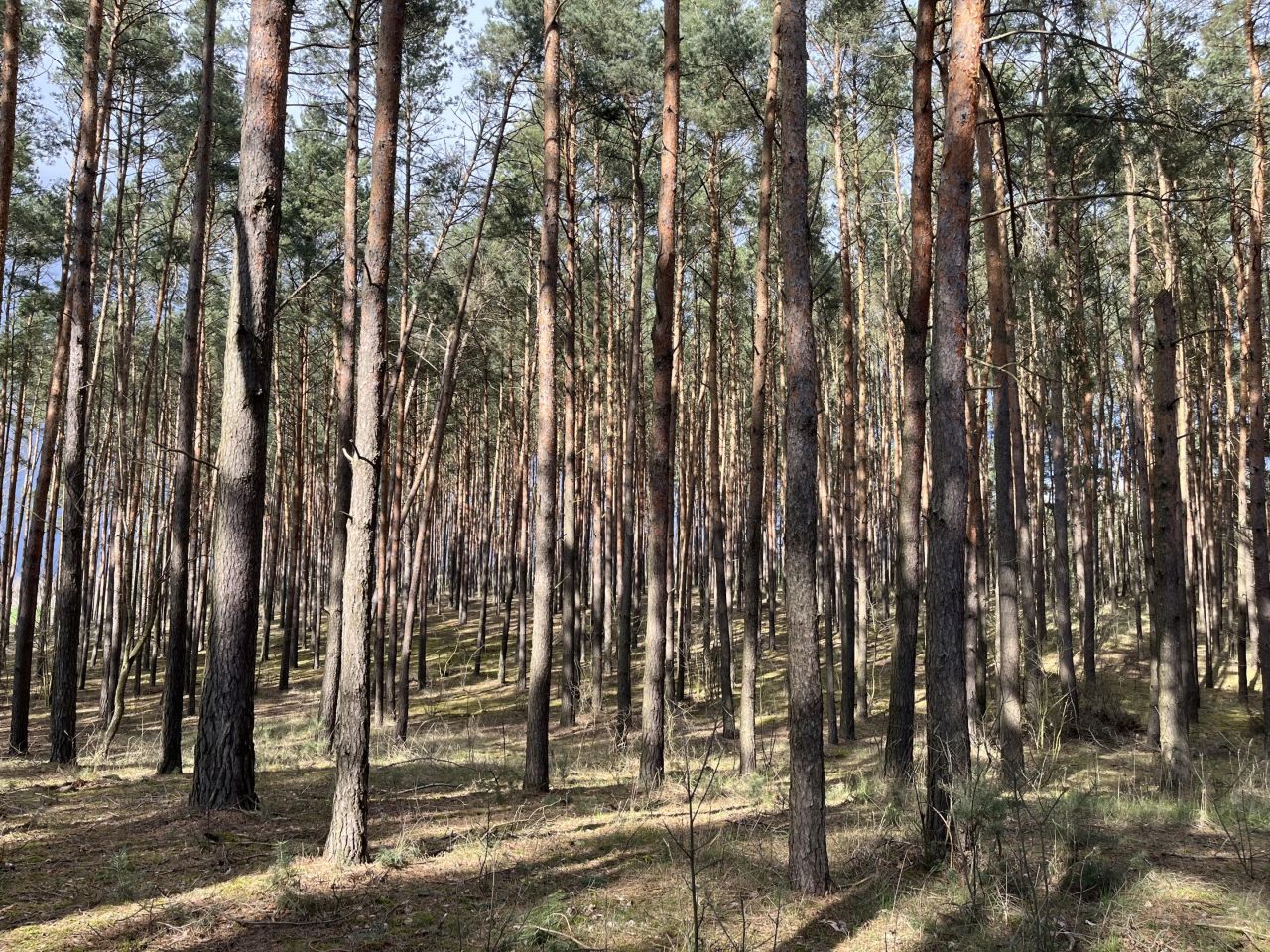 Działka leśna Wola Wężykowa. Zdjęcie 3