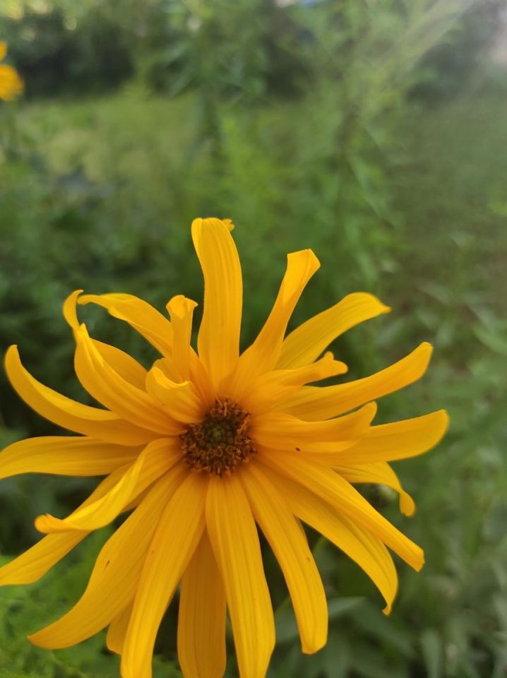 Działka rod Chojnice, ul. Kościerska. Zdjęcie 3