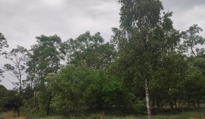 Działka rekreacyjna Stary Orzechów