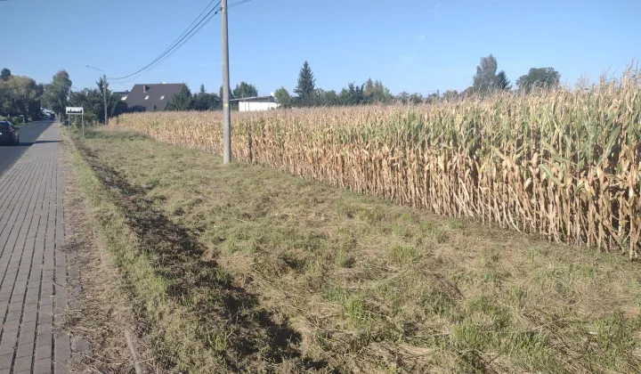 Działka budowlana Czernikowo, ul. Targowa