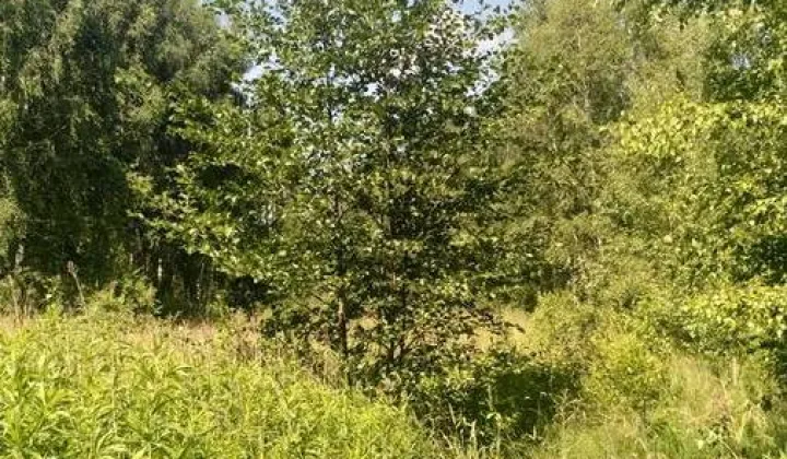 Działka rolna Ryczyca