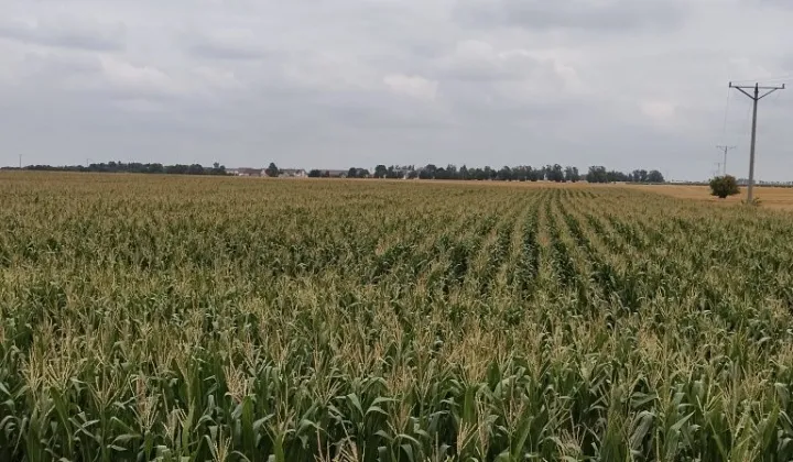 Działka rolna Głogówek