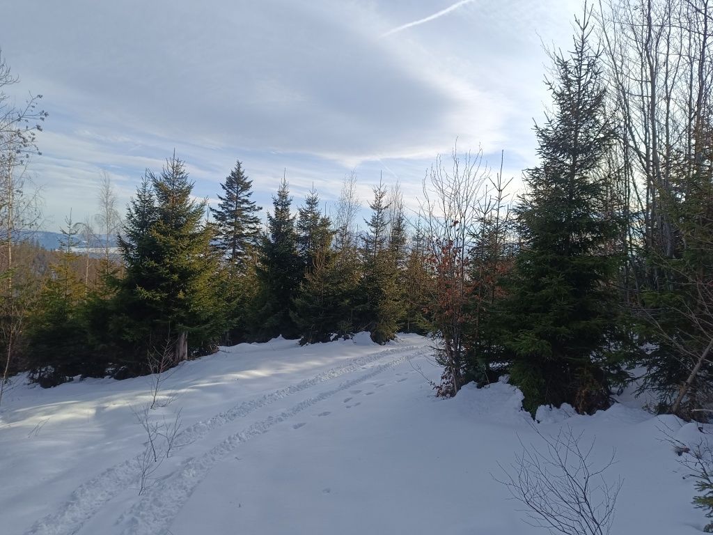 Działka leśna Ostrowsko. Zdjęcie 4