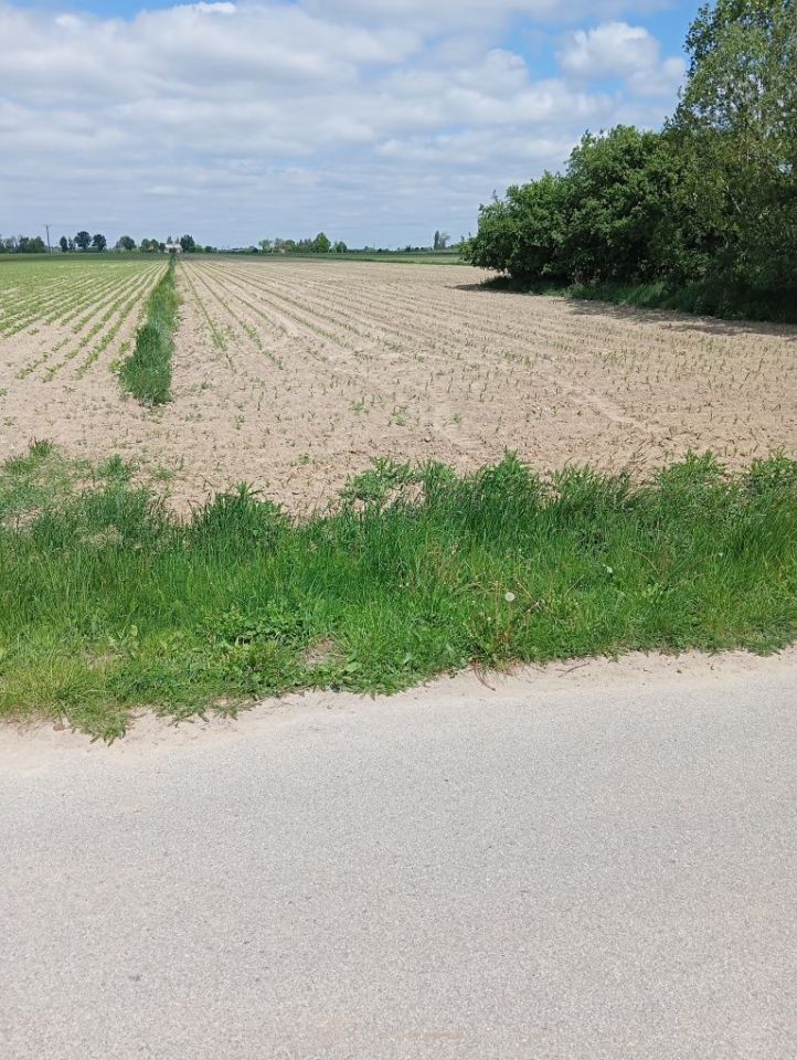 Działka rolna Zosinów Klotyldów. Zdjęcie 7
