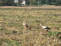 Działka budowlana Jedlanka Stara. Zdjęcie 3