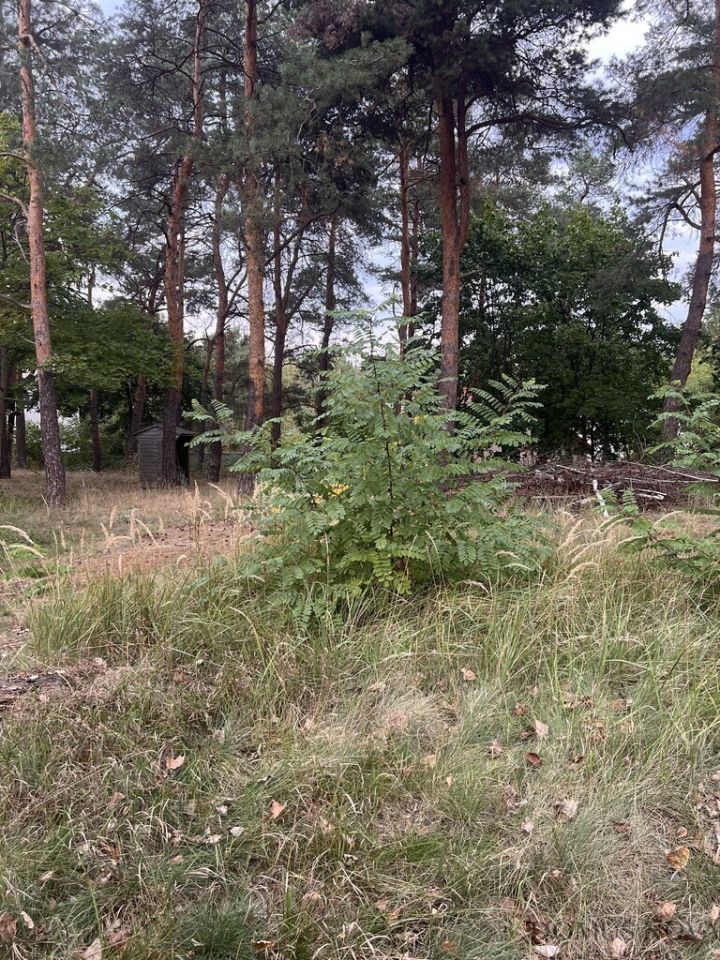 Działka budowlana Warszawa Wesoła, ul. Trakt Brzeski. Zdjęcie 3