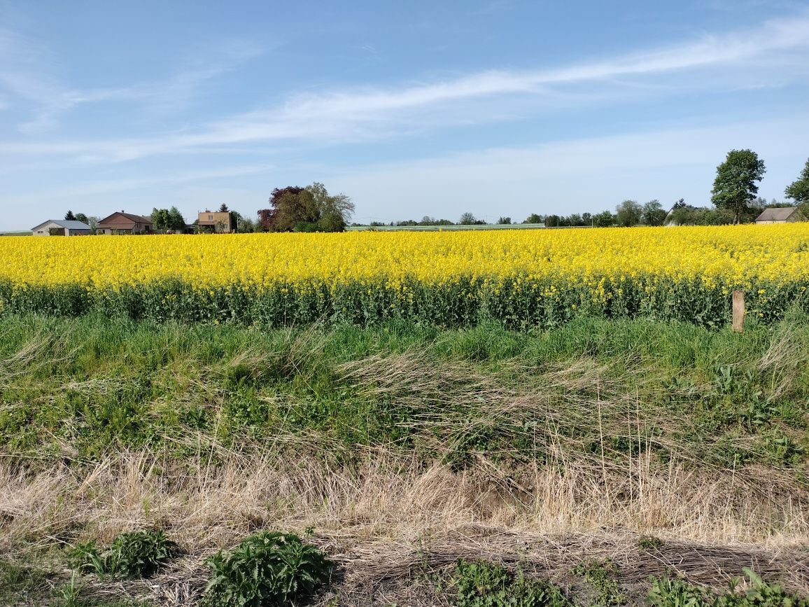 Działka siedliskowa Cedry Małe. Zdjęcie 7