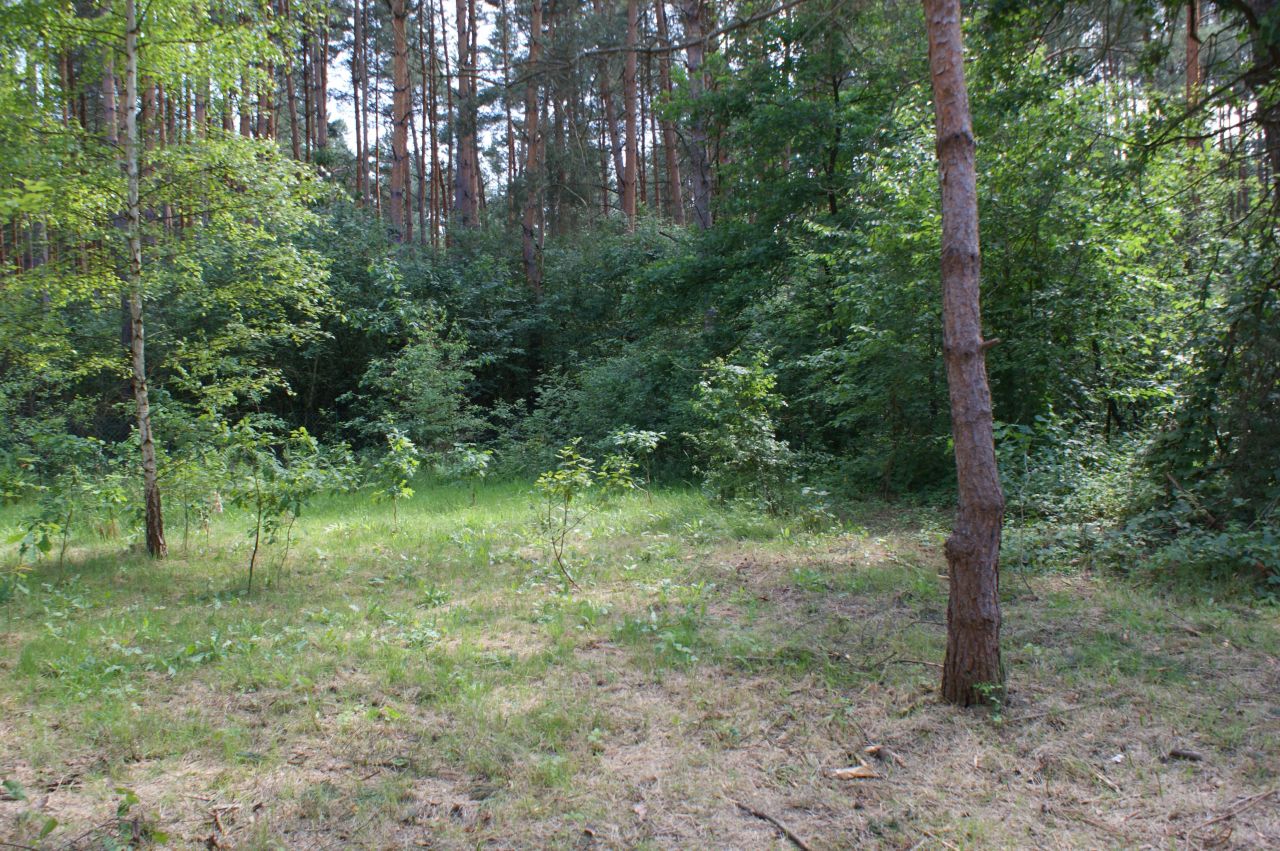 Działka rekreacyjna Czerwona Wola Myszkówka. Zdjęcie 33