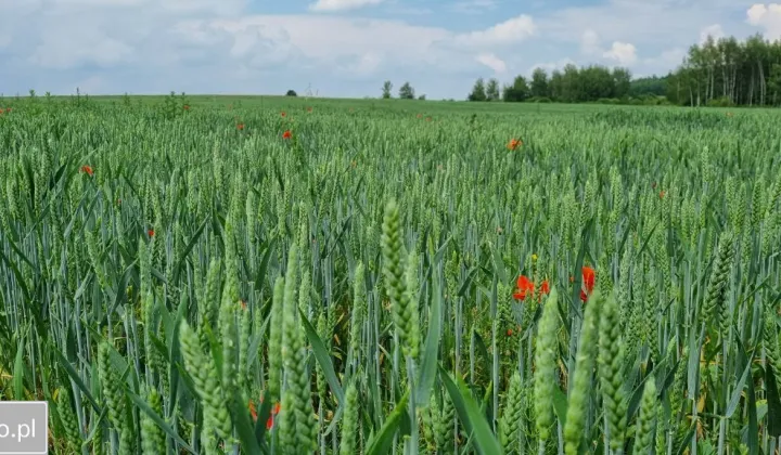 Działka rolna Jaworzno Ciężkowice, ul. Wyzwolenia