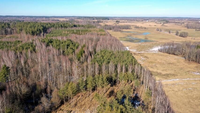 Działka leśna Grzegorze. Zdjęcie 15
