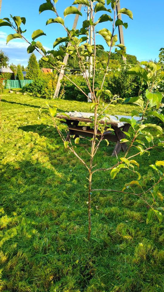 Działka rod Węgorzewo, ul. Braci Ejsmontów. Zdjęcie 5