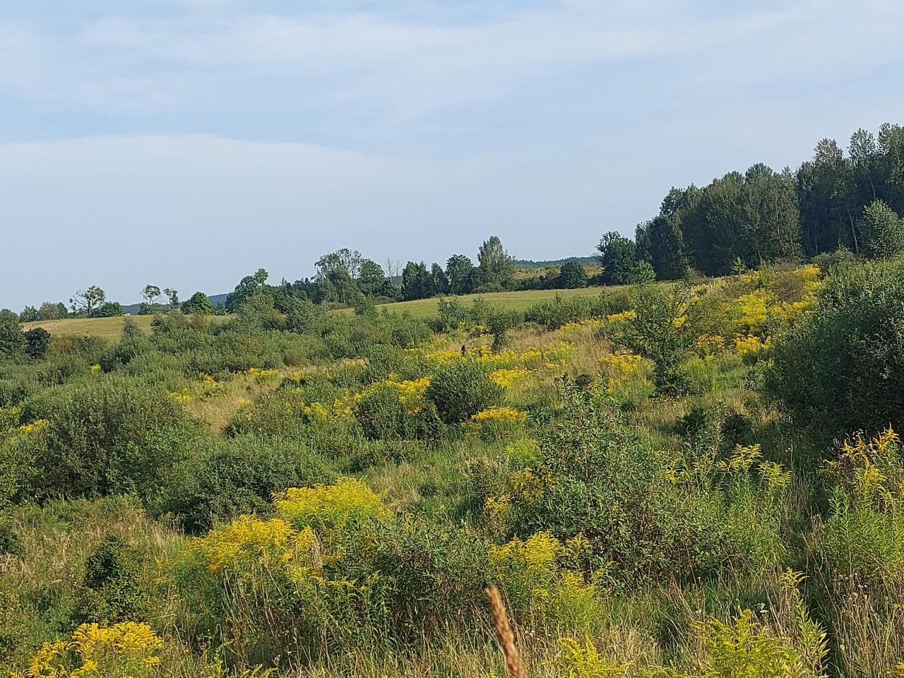 Działka rolno-budowlana Marcinkowo. Zdjęcie 5