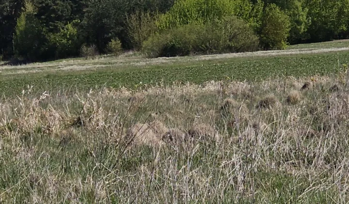 Działka rolna Kompina