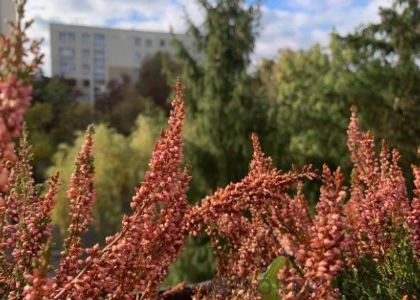 Mieszkanie 2-pokojowe Warszawa Ursynów, ul. Nutki. Zdjęcie 15