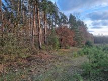 Działka leśna Omięciny. Zdjęcie 1