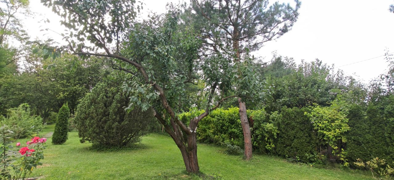 Działka rod Łódź Chojny, ul. Pryncypalna. Zdjęcie 12