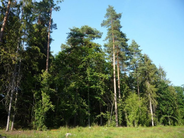 Działka leśna Krasne Stare. Zdjęcie 1