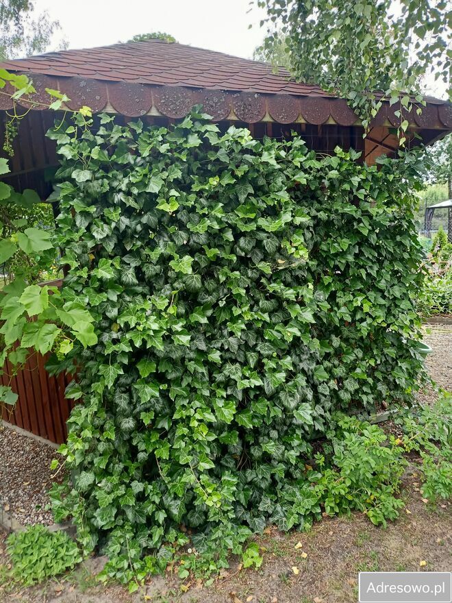 dom wolnostojący, 3 pokoje Łęg Przedmiejski, ul. Leśna. Zdjęcie 4