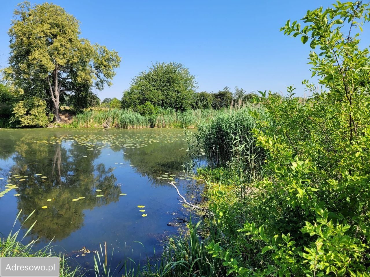 Działka rekreacyjna Głoska. Zdjęcie 8