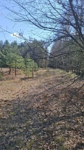 Działka budowlana Duninów Duży. Zdjęcie 1