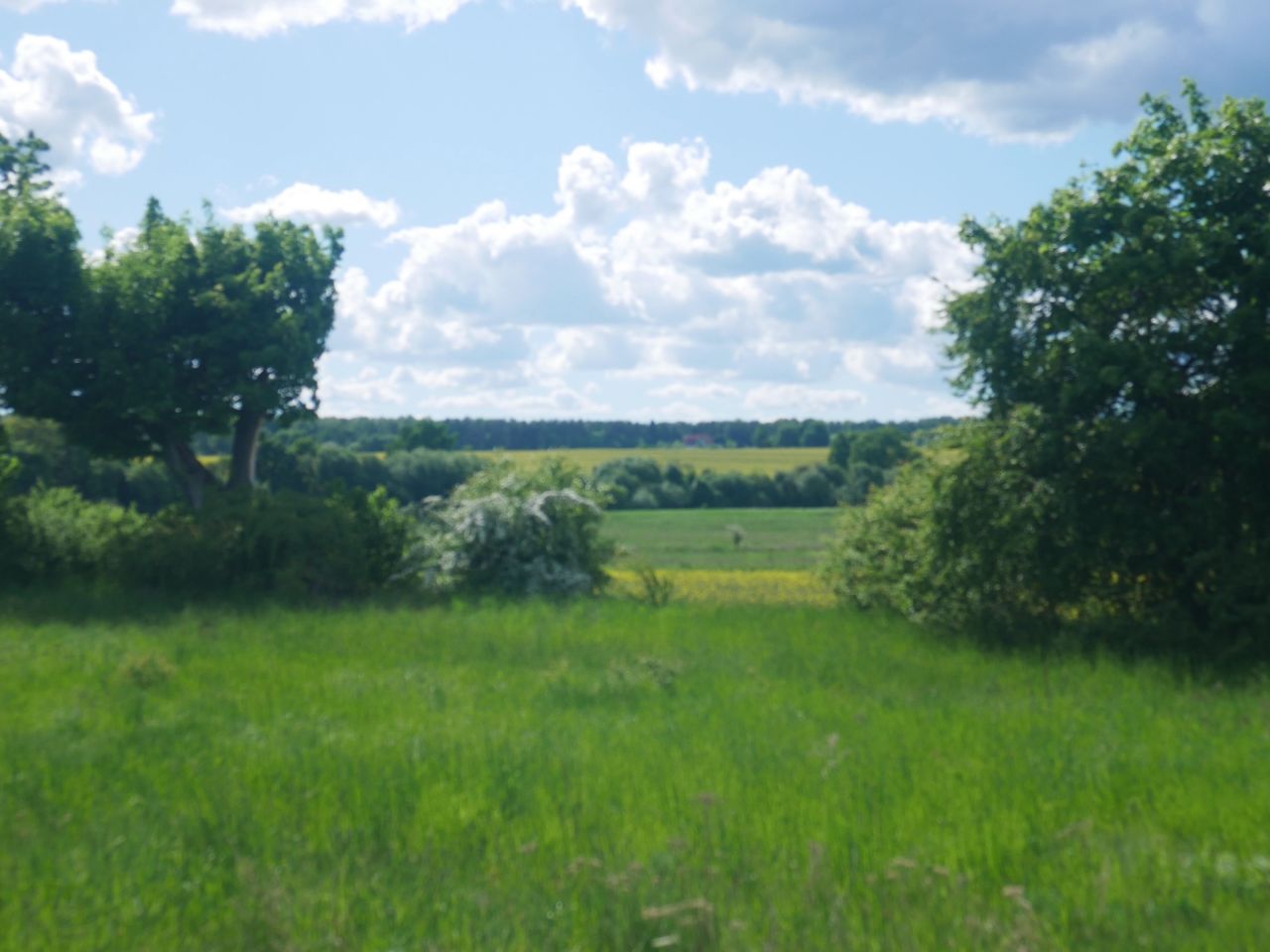 Działka rolno-budowlana Żuława, ul. Kwiatowa. Zdjęcie 1