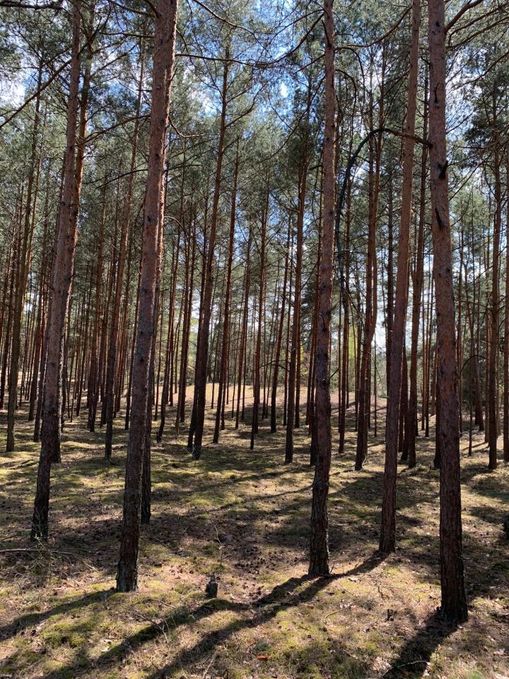 Działka leśna Nowe Polesie. Zdjęcie 4