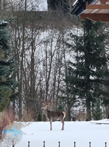 bliźniak, 5 pokoi Kościelisko. Zdjęcie 10