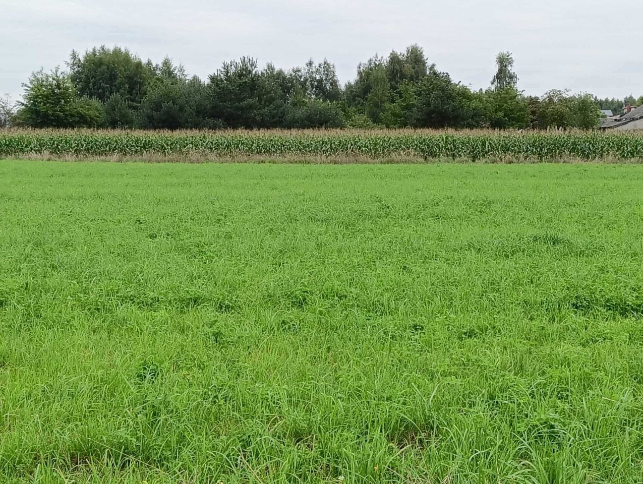 Działka budowlana Sierakowice Lewe