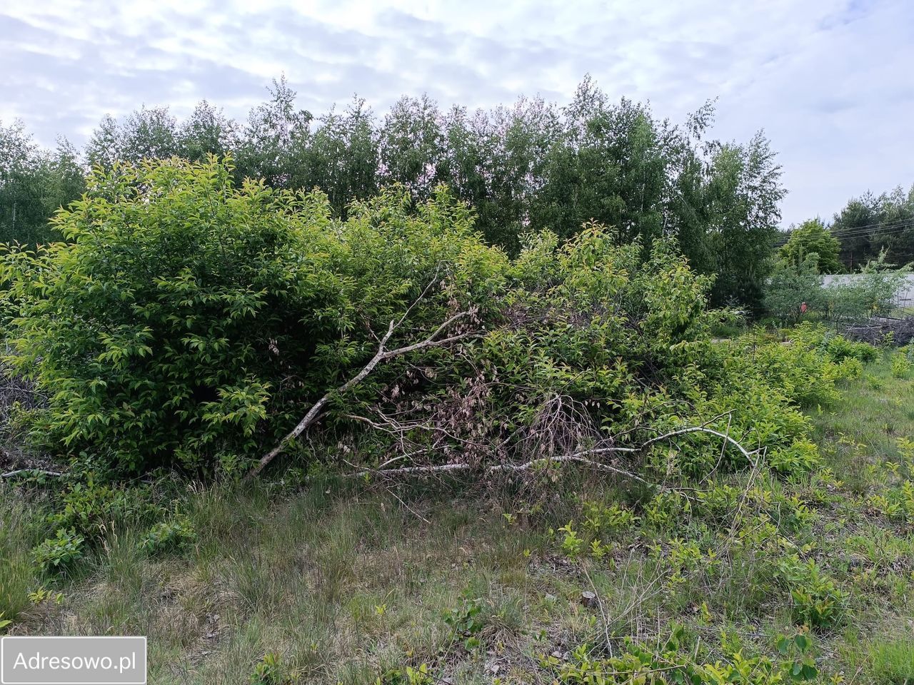 Działka budowlana Mieszkowo, ul. Szklarniowa. Zdjęcie 7