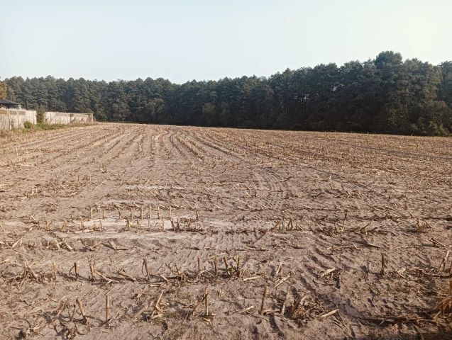 Działka budowlana Wądołki-Borowe. Zdjęcie 1